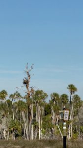 Crystal River Bird Watching